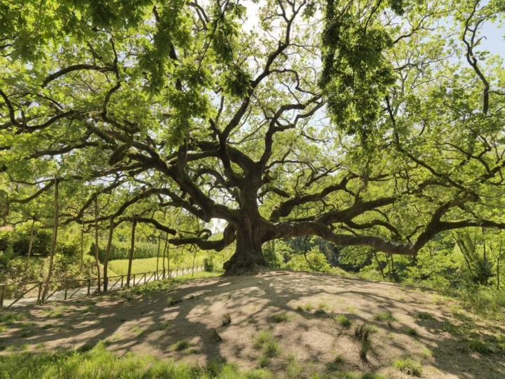 Quercia delle Streghe