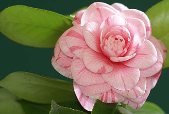 Il fiore di una camelia