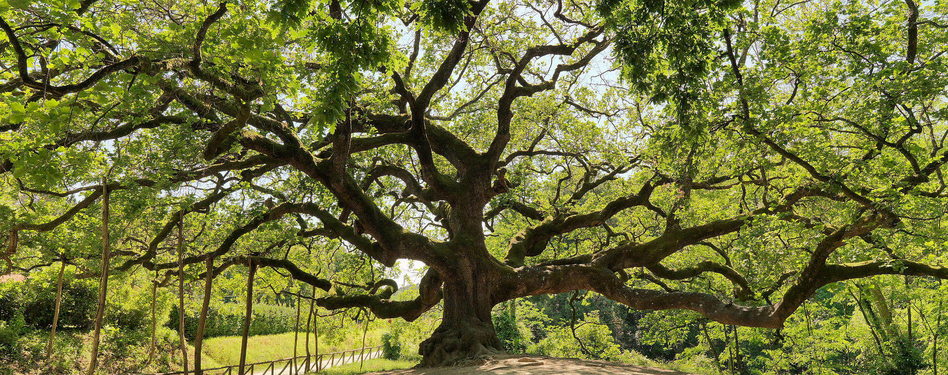 quercia di pinocchio