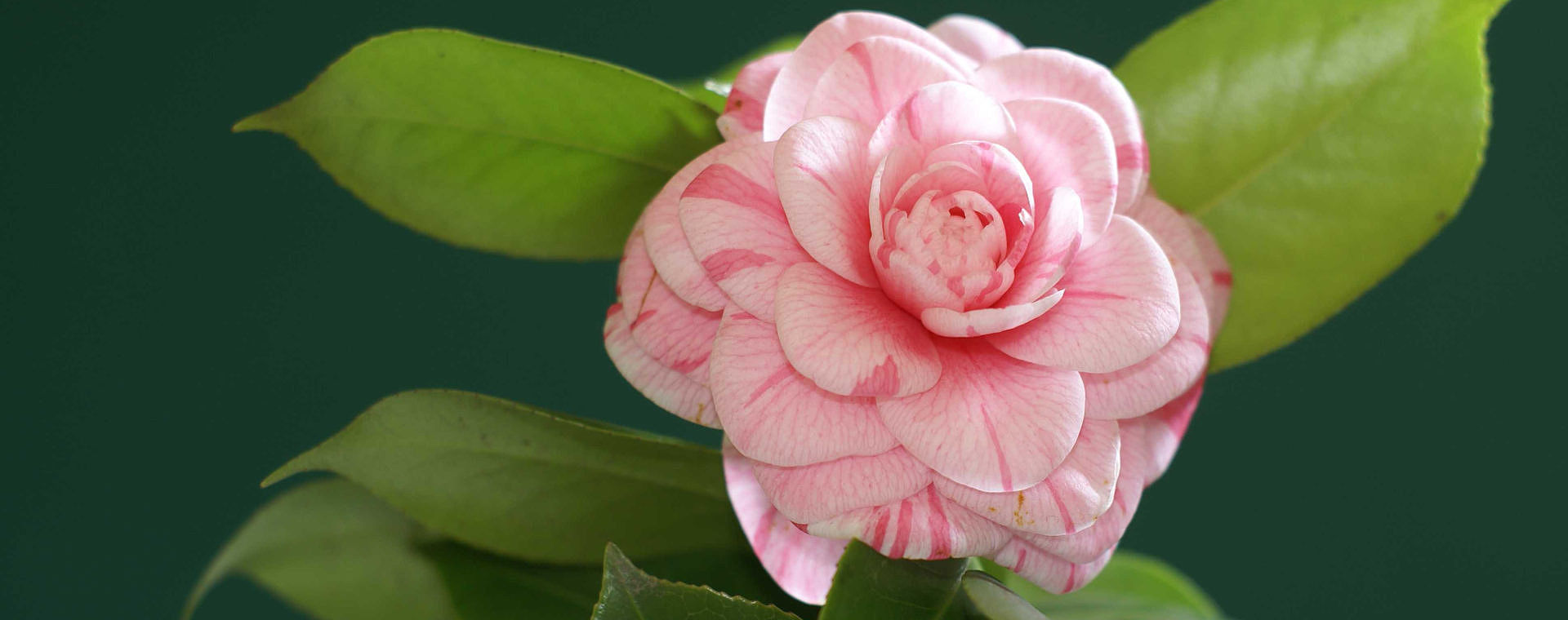 fiore di camelia