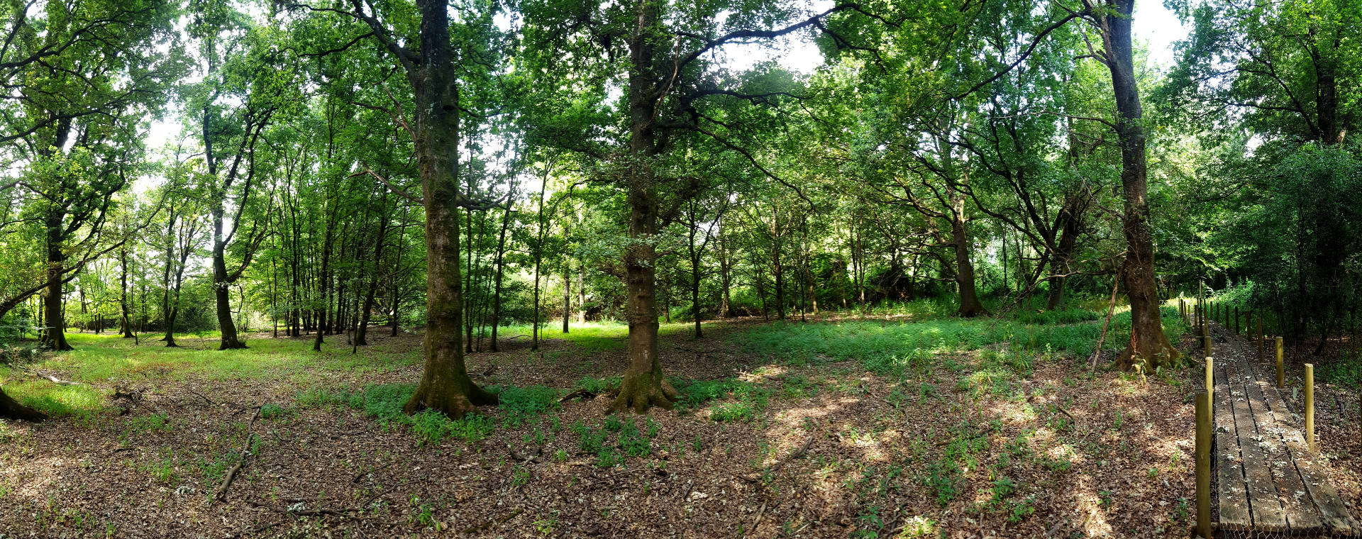 Uno scorcio del Bosco del Bottaccio